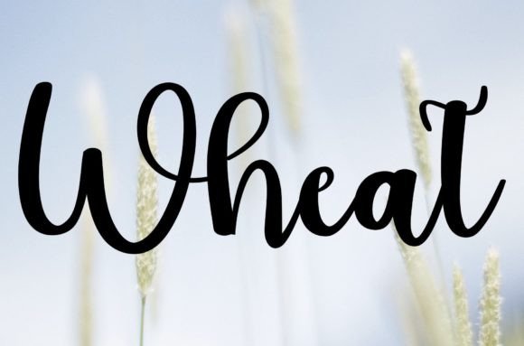 Wheat Font: A Web Designer’s Review for Digital Branding and Layouts